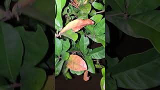 Httpsyoutubecomshortslbl9rqftiaksimfcep3raso2h 0dr travel 310