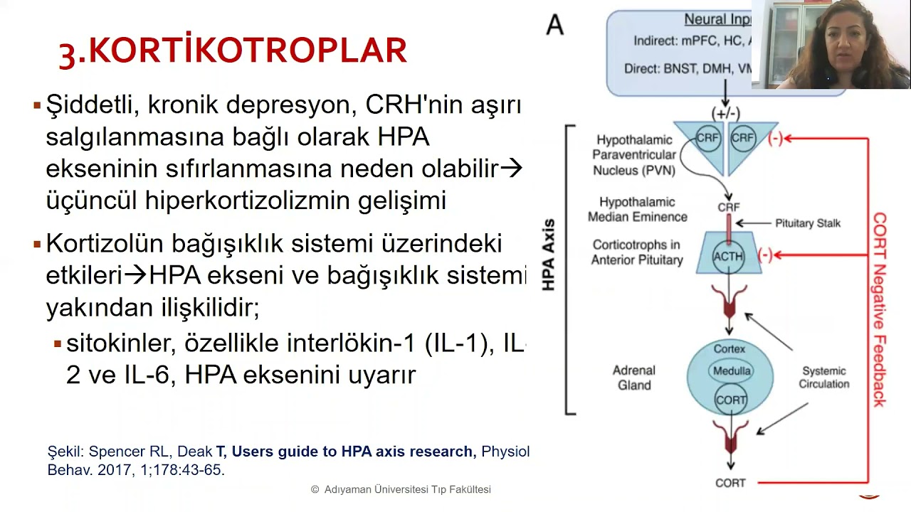 ön hipofiz hormonları