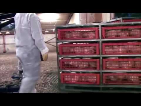 Как ловят кур на птицефабрике