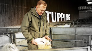 How I Select The Best Rams for Tupping by Cotswold Farm Park 5,007 views 4 months ago 11 minutes, 29 seconds