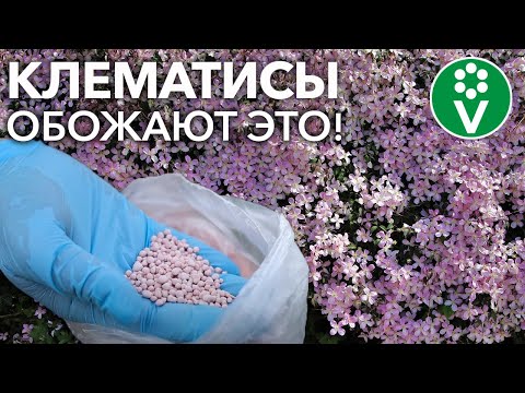 Видео: КЛЕМАТИСЫ БУДУТ УСЫПАНЫ ЦВЕТАМИ, если подкормить их так! Подкормки, которые заставят цвести клематис