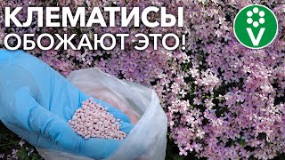 КЛЕМАТИСЫ БУДУТ УСЫПАНЫ ЦВЕТАМИ, если подкормить их так! Подкормки, которые заставят цвести клематис