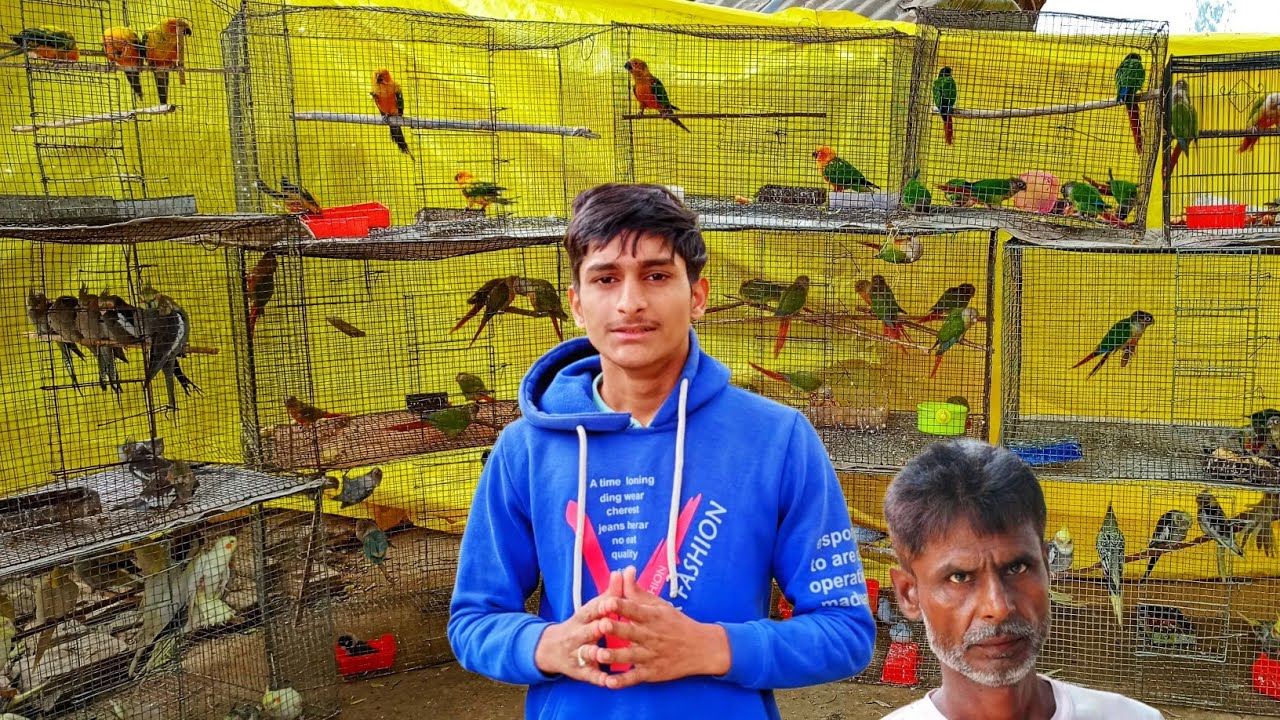 कोई कमी नहीं है यहां Exotic Birds की || All Types Birds Available Cheapest Price ||
