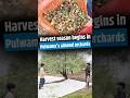 Harvest season begins in Pulwama's almond orchards