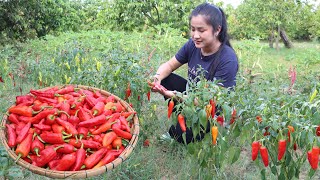 Pregnant Mom Harvest Chili To Make Dried Chili And Cooking - Cooking With Sreypov