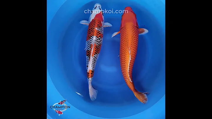 2024FALL-100 2yr Stunning Kujaku, Orenji by OGATA Koi Farm