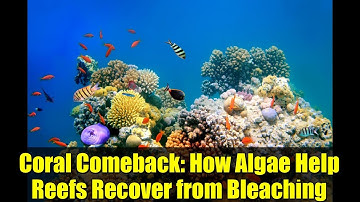 Coral Comeback: How Algae Help Reefs Recover from Bleaching