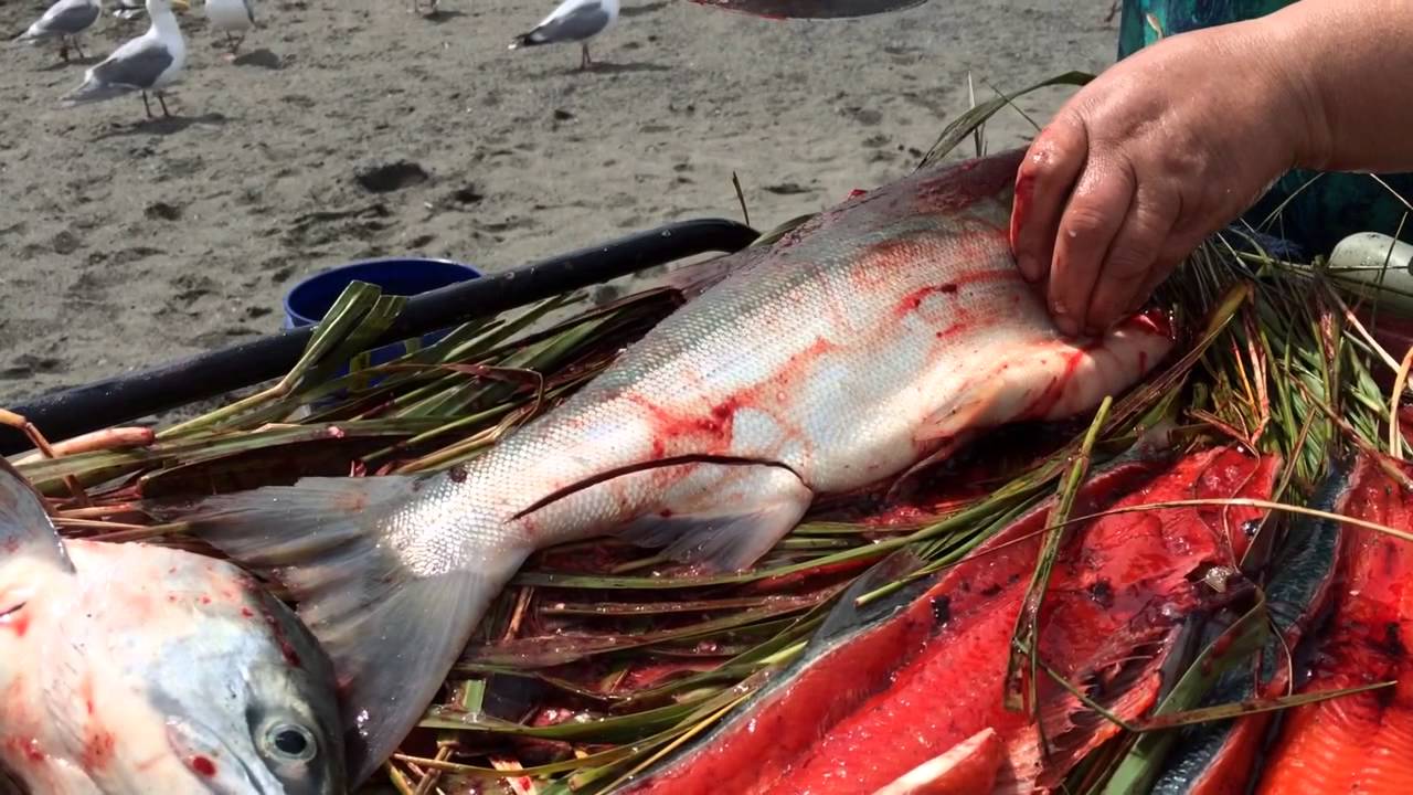 How to cut fresh salmon - YouTube