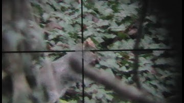 Pest Control with Air Rifles - Squirrel Shooting - A Trip to the Woods.
