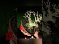 ANTING PUTRI #shorts #bonsai #antingputri #bonsai #caraperawatanbonsai #bonsaiindonesia #bonsaitree