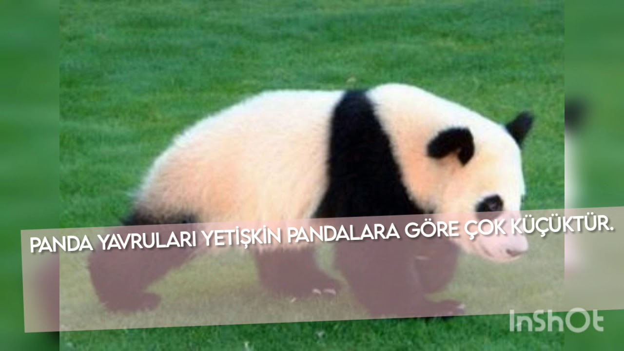 Part 5 Pandalar YouTube
