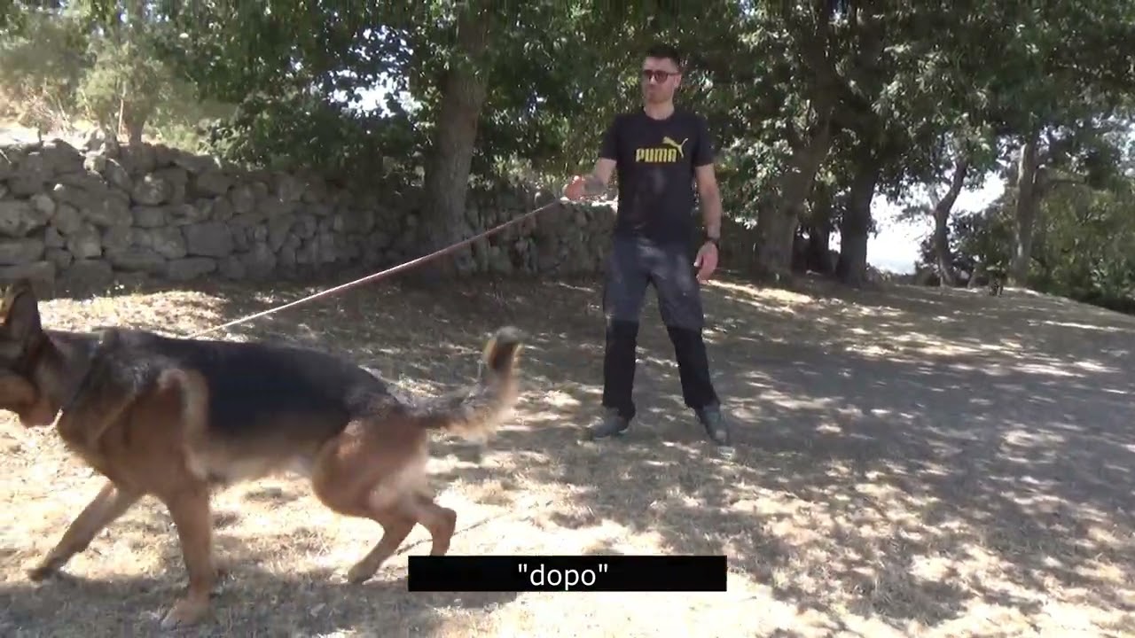 Pastore Tedesco di 4 anni aggressivo