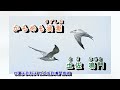 はぐれ恋 キム・ヨンジャ
