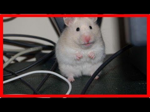 Video: Welchen Hamster soll ich bekommen?