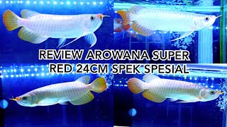 UNBOXING ARWANA SUPER RED 24CM SPEK SPESIAL KUALITAS ISTIMEWA