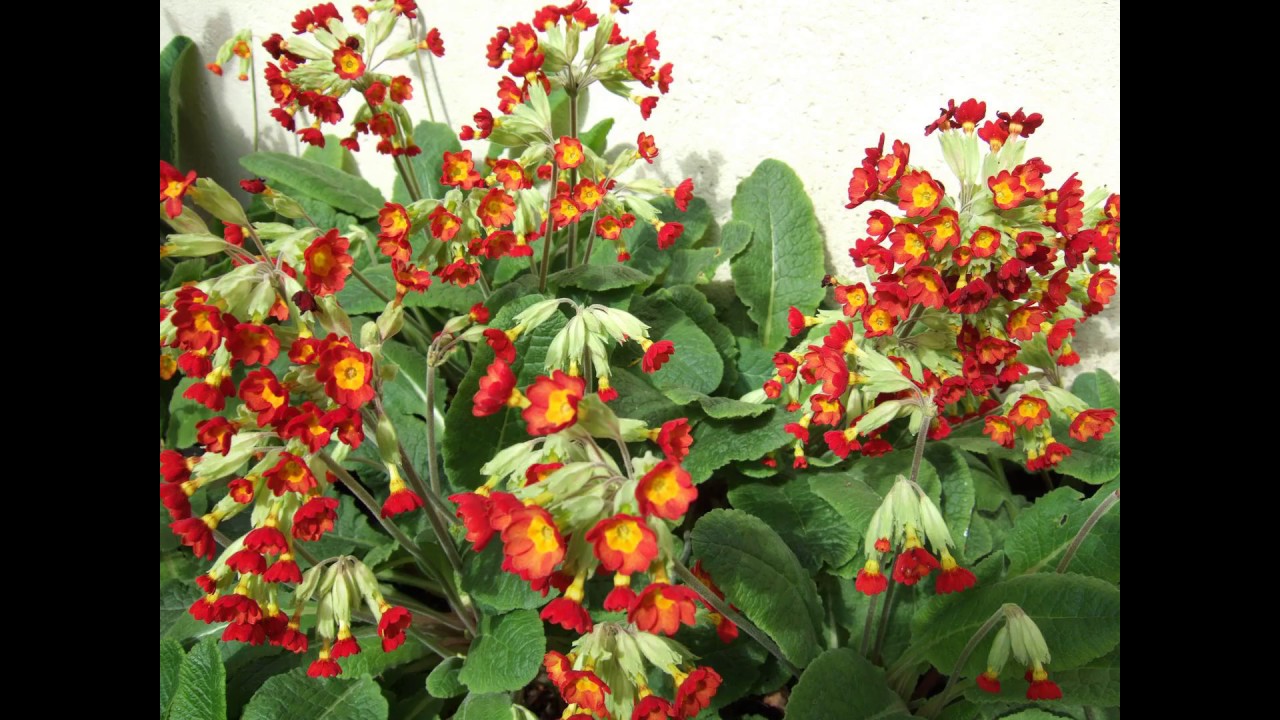 [Wikipedia] Primovula tropica