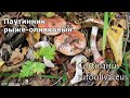 Паутинник рыже оливковый  - редкий гриб | Cortinarius rufoolivaceus