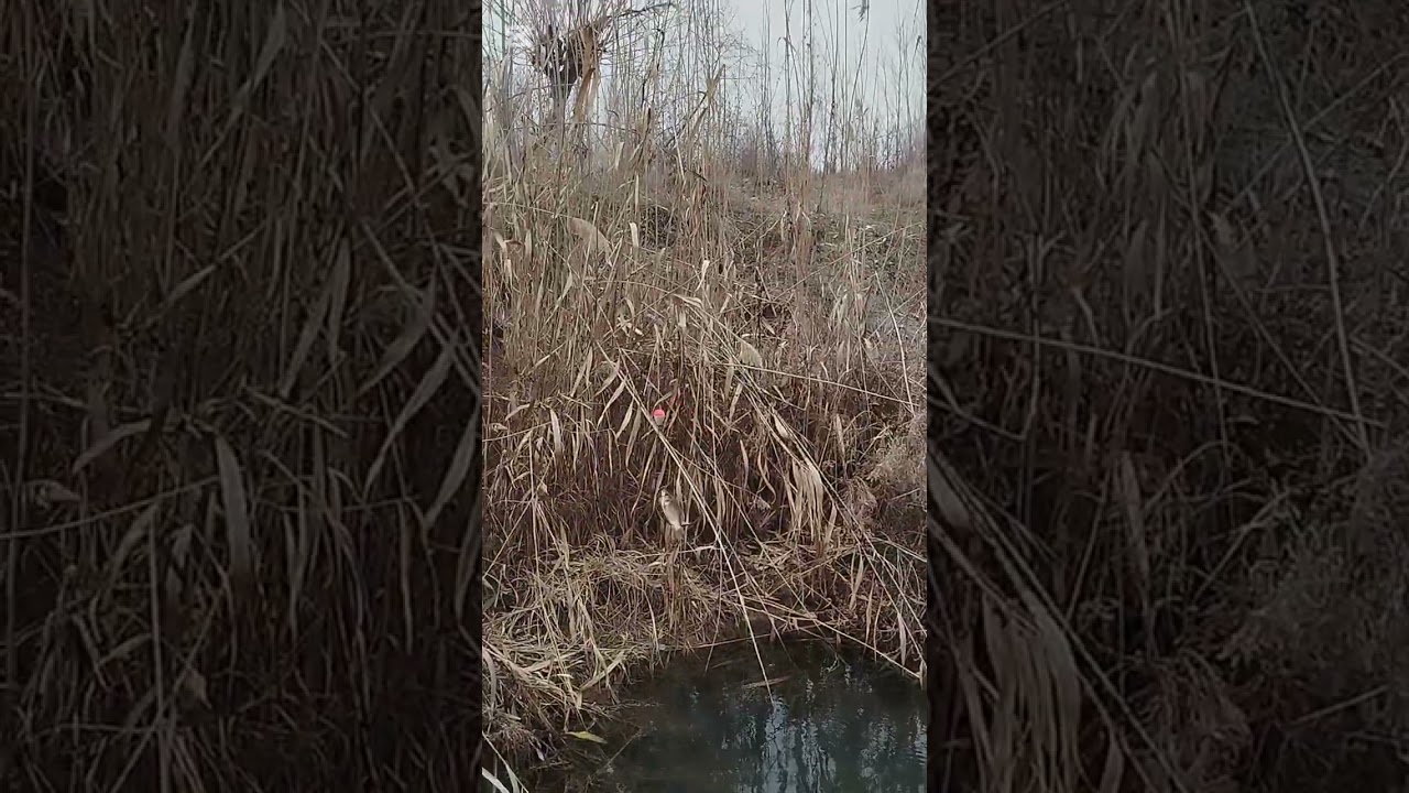 karas 🐟🐟🐟😱😱😱