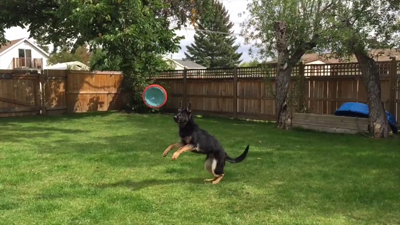 Training a German Shepherd puppy to fetch and catch a frisbee!