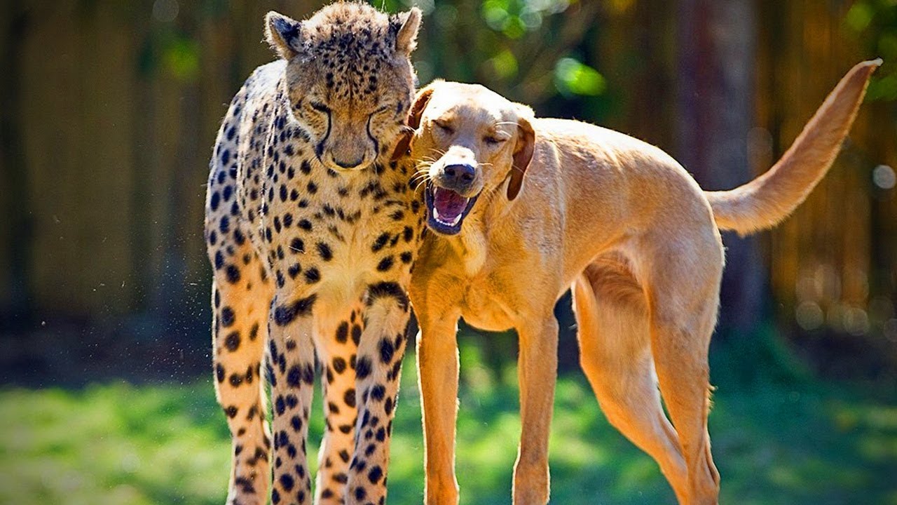 Animal's Best friends 🐶 🐱 Unbelievable Animals Friendship (Part 2) [Funny  Pets] - YouTube
