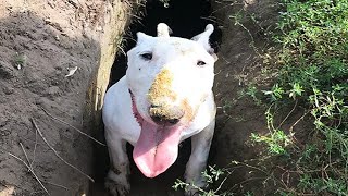 English Bull Terrier are super FUNNY and CUTE ! TRY NOT TO LAUGH by SPARKLE PETS 98,261 views 3 years ago 6 minutes, 11 seconds