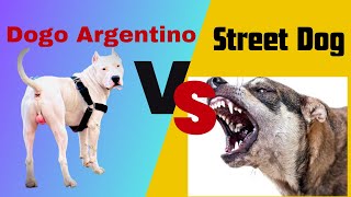 Dogo Argentino Renjomeet street Dog ❤