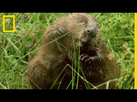 Vidéo: Pourquoi les castors coupent les arbres ?