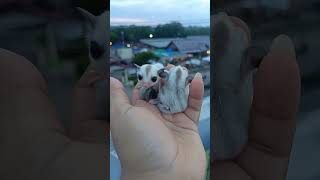 sugar glider joey platinum #sugargliderlover #pets #hewanlucu #marsupials #fyp