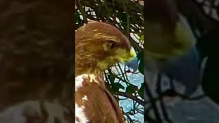 Famous Watch this red tailed hawk move its neck around while hunting for squirrels. Profile