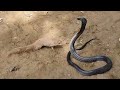 See how mongoose defeat the huge black cobra