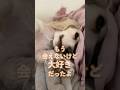 「大好きだったよ」元保護犬から元飼い主へのメッセージ #保護犬 #ミニチュアダックスフンド #感動 #shorts