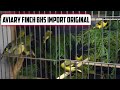 Refrensi Aviary Mini burung finch BHS Colony Koloni #finch #mozambik #kenari #aviarybirds