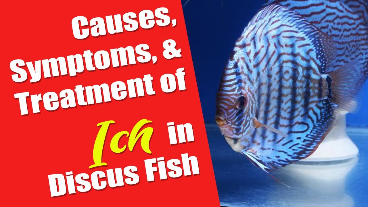 ICH in Discus Causes, Symptoms, Treatment US Tropical Fish YouTube