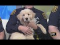 Zane: Pittsburgh Police Comfort Dog