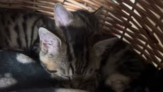 Meet Loki and Yoshi, my two adorable bengal tabby cross kittens.