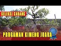 Seleksi cabang bonsai kimeng calon juara bersama mas dedeng