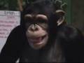 Mikey The Chimp Blowing Raspberries