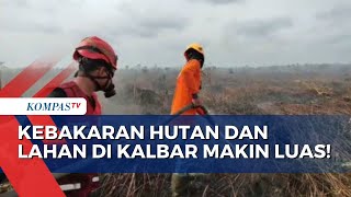 Titik Api Meluas, Puluhan Hektar Hutan dan Lahan di Kalbar Kebakaran!