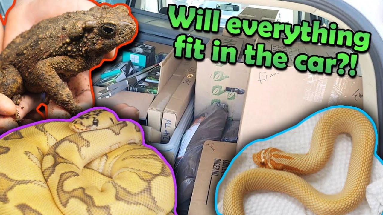 Tinley Park Reptile Show Part 2! (What we bought!) YouTube