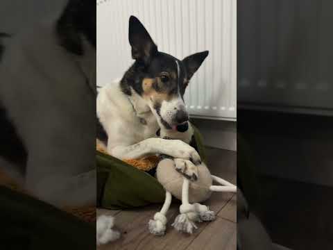 🐶Хвостатые истории #собака #собакадруг #животные #dog #dogshorts #doglife #dogs #animals #funny