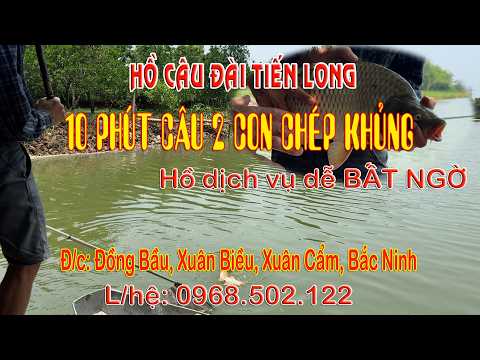 10 phút câu được 2 con CHÉP KHỦNG | Hồ dịch vụ dễ BẤT NGỜ #fishing #fish #cauca
