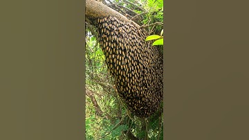 Beautiful bee hive #nature #beehive #youtubeshorts