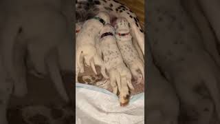 Dalmatian Puppy Wiggles Are So Cute