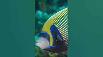 Emperor Angelfish #learn #emperorangelfish #angelfish #aquaticlife #dallasaquarium