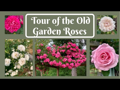 Tour of the Old Garden Roses