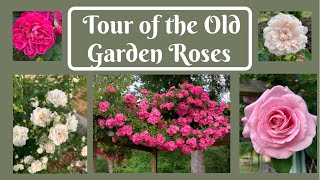 Tour of the Old Garden Roses
