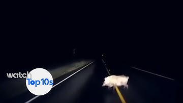 Top 10 Tesla Autopilot Saves - Part 2 (May 2021)