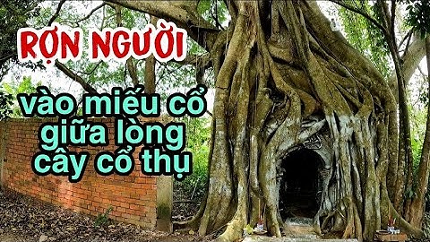 Độc lạ tâm linh ngôi miếu cổ giữa lòng cây cổ thụ xem mà rợn người