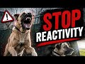 Do This With Your Reactive Dog (Quick Fix)