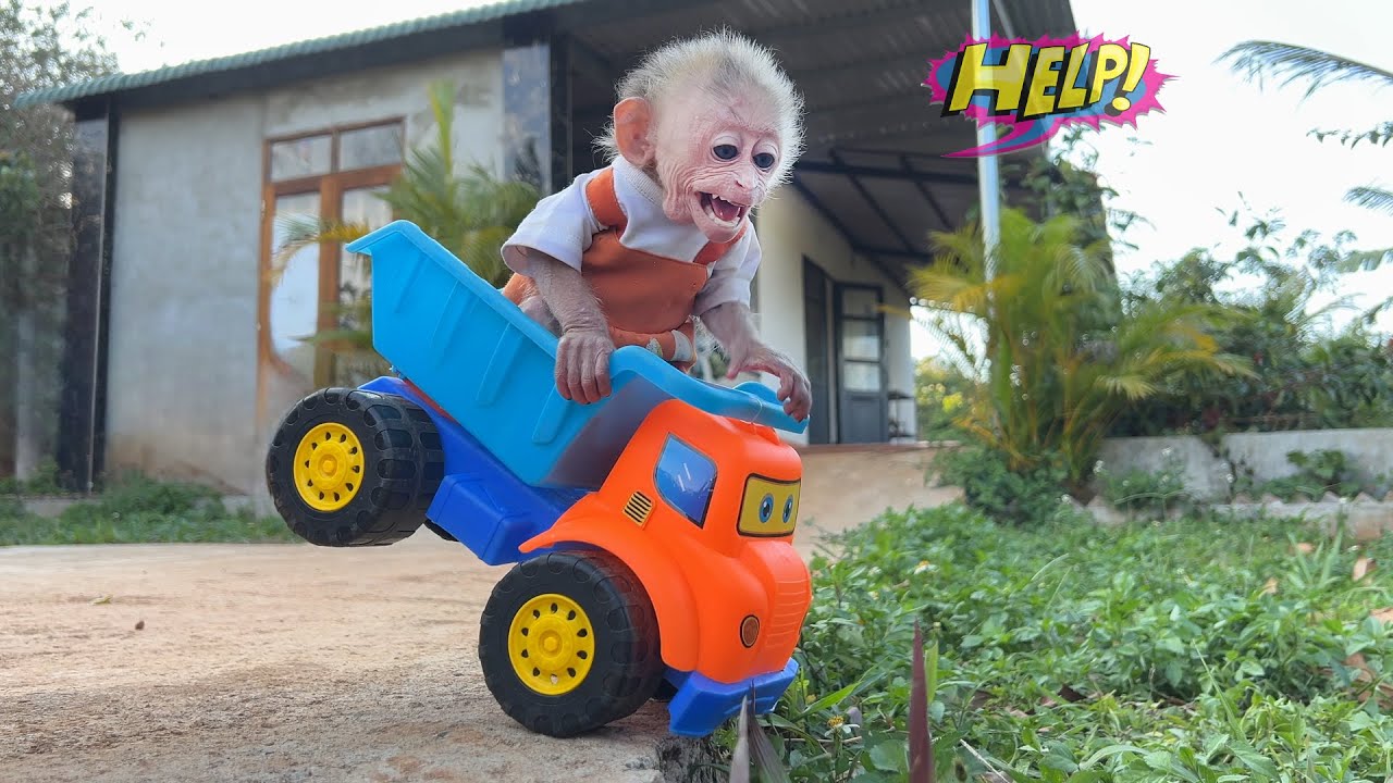 Too cute! Baby monkey Moon skips study to have fun with a toy truck